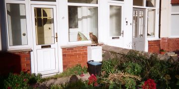 Zelf een nieuwe voordeur installeren: Wat heb je nodig?